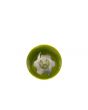 Revel Wet 'N' Dry Spare Green Cup Grinder With A White Transparent Top Lid - New Model