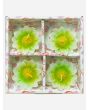 Coloured Daisy Flower Floating candle, 3 packs x 4 Candles in each pack - Mixed Packs